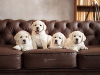 Şampanya labrador retriever yavruları