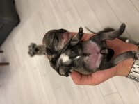 MİNYATÜR SCHNAUZER KÖPEĞİ