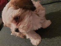Tatlı Yavru shih-Tzu