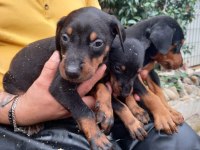 SECERELİ DOBERMAN YAVRULARIM