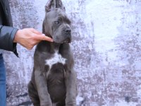 Fcı-Kıf Şecereli Safkan Cane Corso