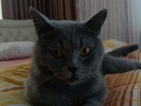 British shorthair oğlum