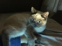 KEDİMİZİ ÇİFTLEŞTİRME