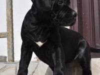 Kif / fci A SCR belgeli sağlık ve ırk garantili cane corso