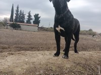 Show kalitede Perfect erkek Cane Corso yavruları