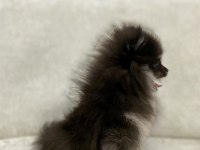 Mini black & tan pomeranian