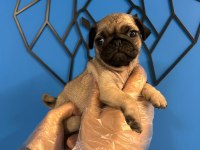 ORİJİNAL PUG MOPS BEBEKLER