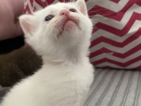 British shorthair dişi yavru yeni yuvasını arıyor