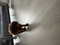 Sahibinden poodle yavrumuzdan ayrılmak zorundayız