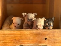 Chihuahua köpekler