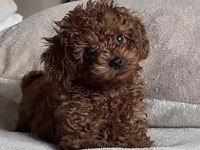 Toy Poodle Bakımlı Köpeğimiz