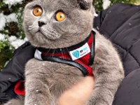 Scottish fold 3 yaşında