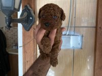 Toy poodle browni renkler