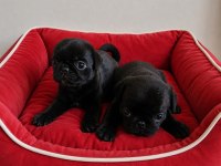 Pug mops yavruları
