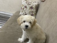Ped eğitimli Maltipoo