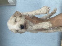 Minik maltipoo yavrularımız yeni yuvalarını bekliyor