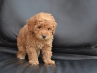Sevimli Toy Poodle Bebekler