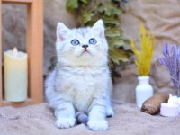 Gümüş Çizgili NS24 British Shorthair 