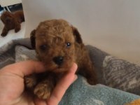 KUCUK SEVIMLI MINIK KÖPEKLER