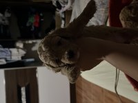 Harika Maltipoo yavruları
