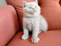 British shorthair yavruları