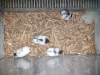 Panda Campbells (Gonzales) Hamster
