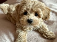 ÜST KALİTE 0 BOY MALTİPOO YAVRULARIMIZ TESLİME HAZIR