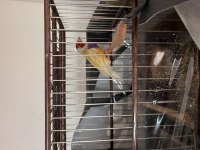 Erkek mutasyon goldian finch