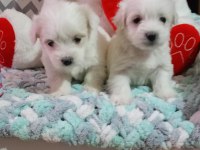 45 günlük maltese terrier bebekler