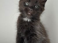 Sağlık Ve Irk Garantili Minik Maine Coon Devler