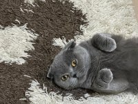 11 aylık scottish fold kedimiz