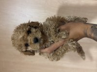 Ankaranın En Uygun Maltipoo Yavruları