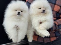 Petmode köpek çiftliğinden tea cup pomeranian