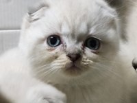 2 Aylık Scottish Fold Yavrular