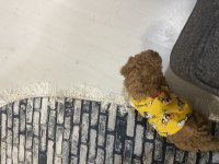 Erkek yavru poodle hemen teslim