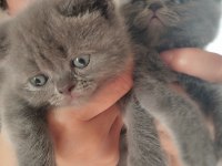 Elimizde 4 tane 2 siyah, 2gri saf kan kedileri mız var