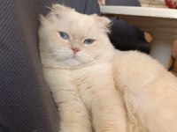 Eşleştirme ilanı scottish fold kedimiz için