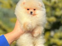 Un kurabiyesi pomeranian bebeklerimiz