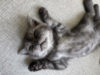 British Shorthair 3 Aylık