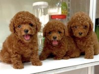 Sağlıklı ve Sevimli Toy Poodle Yavrularım