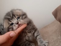 Scottish fold 2 aylık erkek