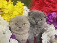 Güzel bebek kedilerimiz yeni yuvalarını arıyor