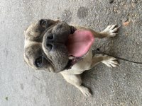 1 Yaşında French Bulldog Yuvasını Arıyor
