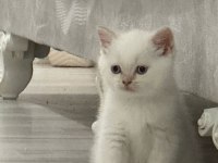 British shorthair ve scottish fold