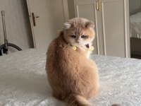 Saf kan gerçek golden kedimiz