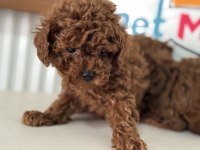 Show kalite kore toy poodle larımız ziyarete açık