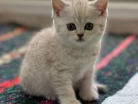 British shorthair yavru erkek dişi