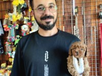 A SCR MUHTEŞEM TOY POODLE YAVRULARIMIZ