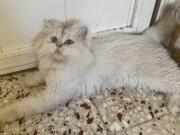 British longhair ns 11 şecereli erkek