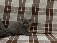 Gri Koca Kafalı Yavru British Shorthair